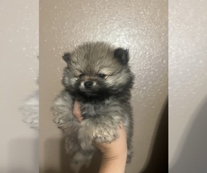 Pomeranian Puppy for sale in STOCKTON, CA, USA