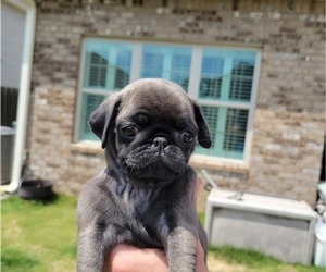 Pug Puppy for Sale in MADISON, Alabama USA