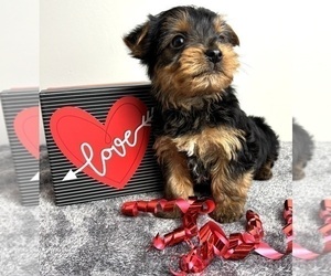 Yorkshire Terrier Puppy for sale in INDIANAPOLIS, IN, USA