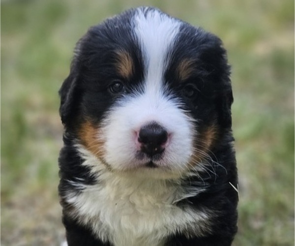 Medium Photo #5 Bernese Mountain Dog Puppy For Sale in SAINT MARIES, ID, USA