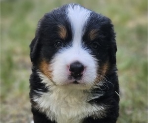 Medium Bernese Mountain Dog
