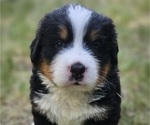 Puppy 2 Bernese Mountain Dog