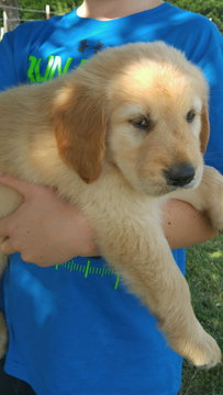 Medium Photo #1 Golden Retriever Puppy For Sale in FAYETTEVILLE, TN, USA