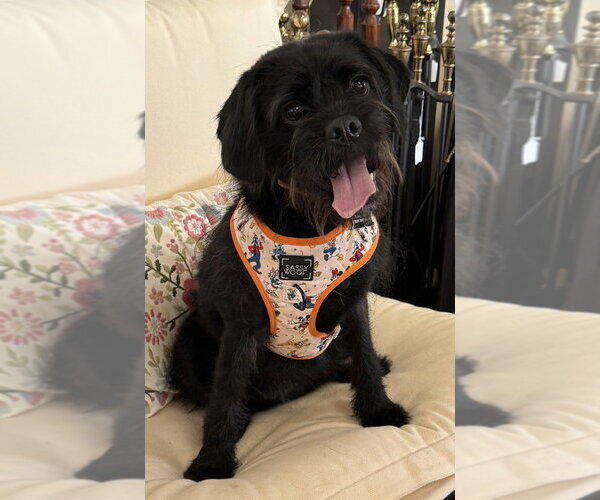 Medium Photo #3 Mutt Puppy For Sale in Mundelein, IL, USA