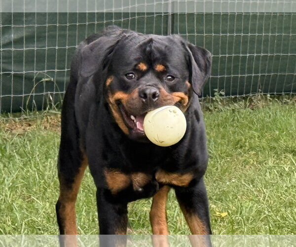 Medium Photo #2 Rottweiler Puppy For Sale in Mooresville, NC, USA