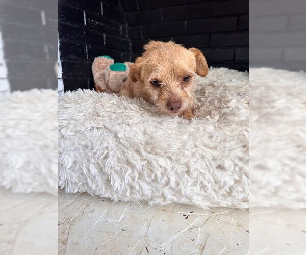 Medium Photo #2 Chihuahua-Unknown Mix Puppy For Sale in Roaring River, NC, USA