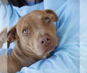 American Staffordshire Terrier-Unknown Mix Dogs for adoption in San Antonio, TX, USA