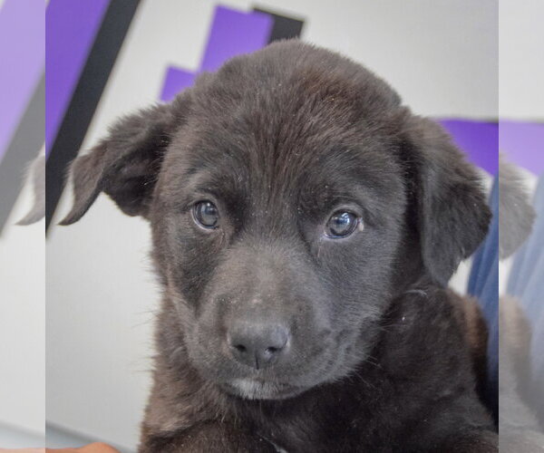 Medium Photo #6 Golden Retriever-Unknown Mix Puppy For Sale in Huntley, IL, USA