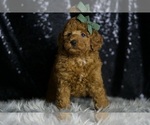 Puppy Charlie F1BB Goldendoodle (Miniature)