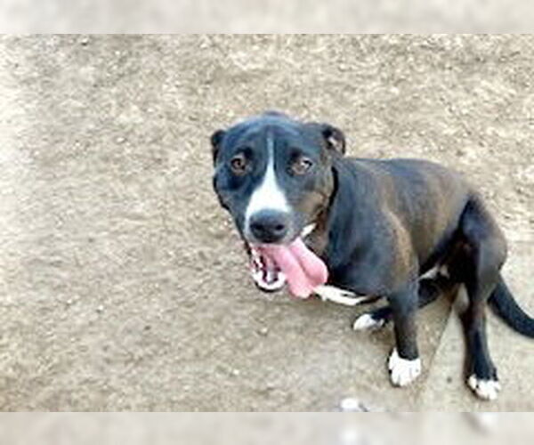 Medium Photo #1 American Pit Bull Terrier Puppy For Sale in Pampa, TX, USA
