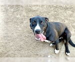 Small American Pit Bull Terrier