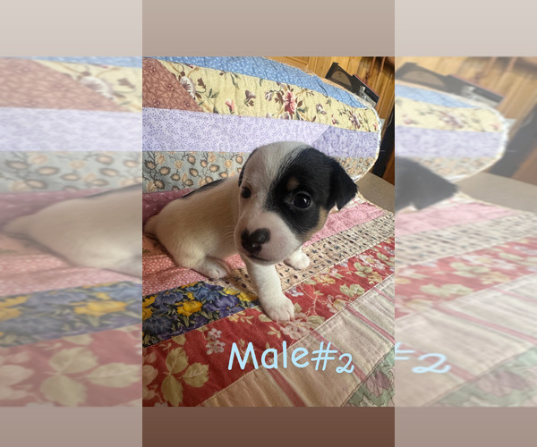 Medium Photo #4 Jack Russell Terrier Puppy For Sale in WEST LIBERTY, KY, USA