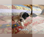 Small #3 Jack Russell Terrier