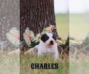 Anatolian Shepherd-Great Pyrenees Mix Puppy for sale in BARRY, TX, USA