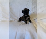Small Photo #2 Boxer Puppy For Sale in STAMPING GROUND, KY, USA