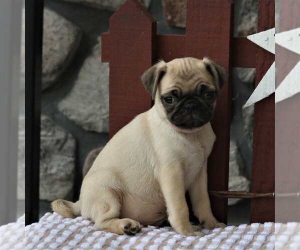 Medium Photo #3 Pug Puppy For Sale in NARVON, PA, USA