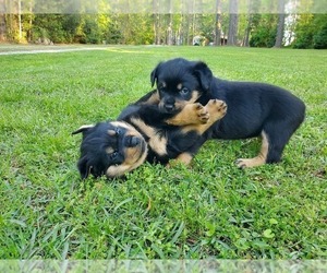 Rottweiler Puppy for sale in ORIENTAL, NC, USA