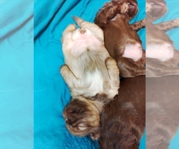 Medium Photo #9 Shih Tzu Puppy For Sale in FANNING SPGS, FL, USA