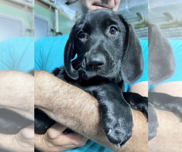 Medium Photo #1 Mutt Puppy For Sale in Elmsford, NY, USA