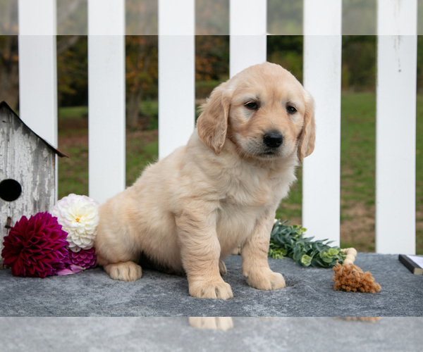 Medium Photo #7 Golden Retriever Puppy For Sale in HOLMESVILLE, OH, USA