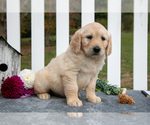 Small Photo #7 Golden Retriever Puppy For Sale in HOLMESVILLE, OH, USA