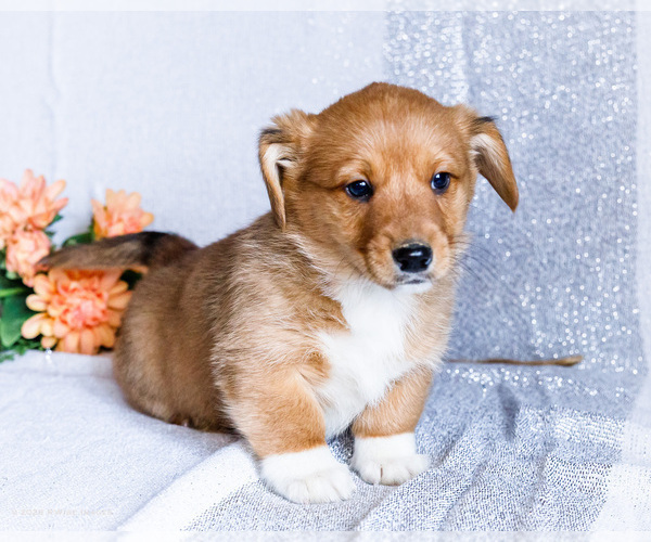 Medium Photo #3 Dorgi Puppy For Sale in WAKARUSA, IN, USA