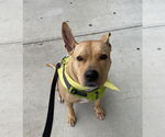 Small #18 American Pit Bull Terrier Mix