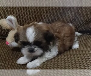 Shih Tzu Puppy for Sale in CENTENNIAL, Colorado USA