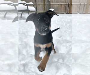 Australian Shepherd-Unknown Mix Dogs for adoption in Garden City, NY, USA