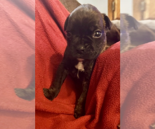 Medium Photo #3 Boxer Puppy For Sale in LANSING, MI, USA