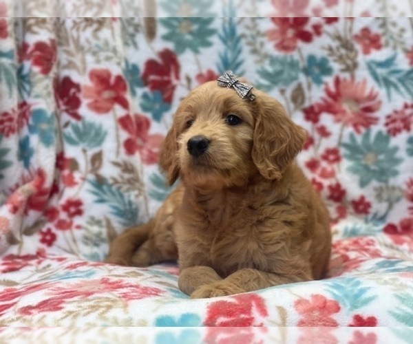 Medium Photo #8 Goldendoodle (Miniature) Puppy For Sale in LAKELAND, FL, USA