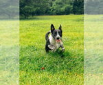 Small #4 Mutt