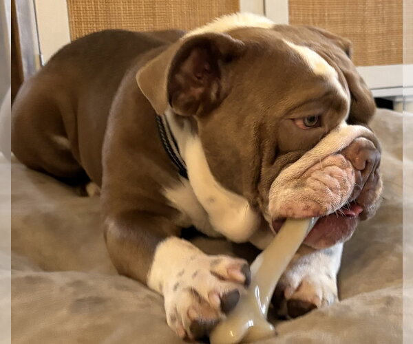 Medium Photo #7 Bulldog Puppy For Sale in Valrico, FL, USA