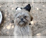 Small Lhasa Apso