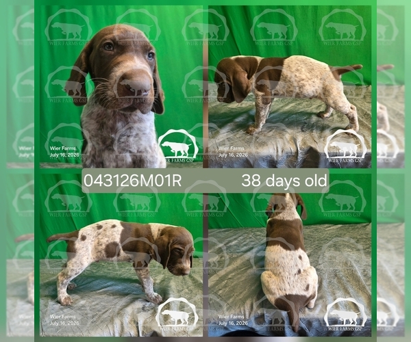 Medium Photo #3 German Shorthaired Pointer Puppy For Sale in MOYIE SPRINGS, ID, USA