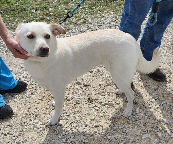 Medium Photo #4 Labrador Retriever-Unknown Mix Puppy For Sale in Bandera, TX, USA