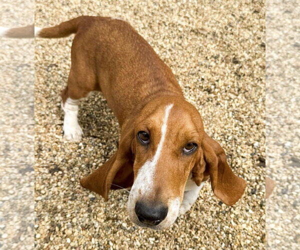 Medium Photo #3 Basset Hound Puppy For Sale in Deepwater, NJ, USA