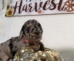 Small Photo #1 Labradoodle Puppy For Sale in SAN ANTONIO, TX, USA