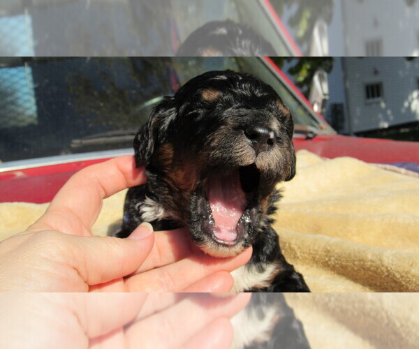 Medium Photo #5 Bernedoodle Puppy For Sale in BIG ROCK, IL, USA