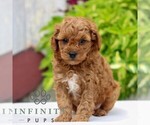 Small #3 Cavapoo