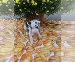 Small Photo #3 Great Dane Puppy For Sale in GLENWOOD, IA, USA