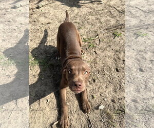 Labsky Dogs for adoption in Corning, AR, USA