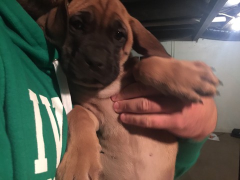 Medium Photo #1 Mastiff Puppy For Sale in HOPE, IN, USA