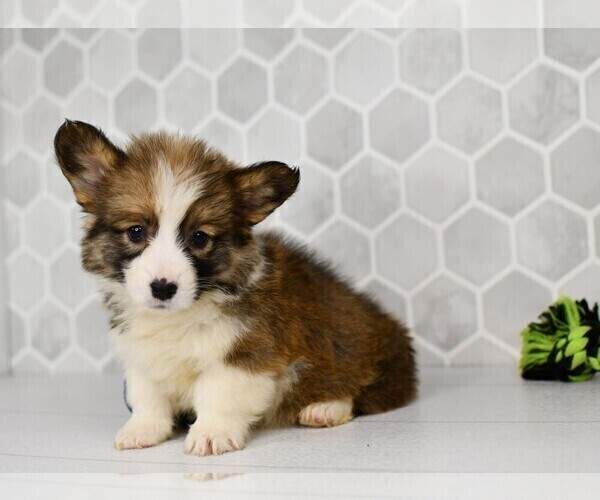Medium Photo #7 Pembroke Welsh Corgi Puppy For Sale in MIDDLEBURY, IN, USA