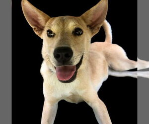 Labrador Retriever-Unknown Mix Dogs for adoption in Canton, CT, USA