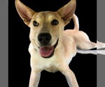 Small Labrador Retriever Mix