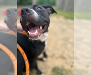 American Staffordshire Terrier-Unknown Mix Dogs for adoption in Louisville, KY, USA