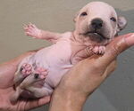 Small #1 Miniature American Hairless Terrier