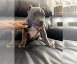 Small Photo #8 American Bully Puppy For Sale in DRY FORK, VA, USA
