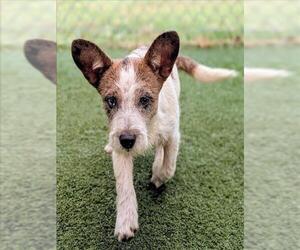 Mutt Dogs for adoption in Texas City, TX, USA